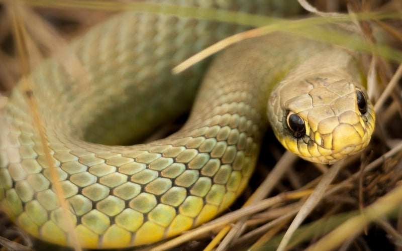 Invasive Snake Spotted Swimming in Formentera’s S’Estany des Peix