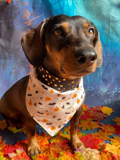 Pañuelo para perro de Halloween - Con lazo