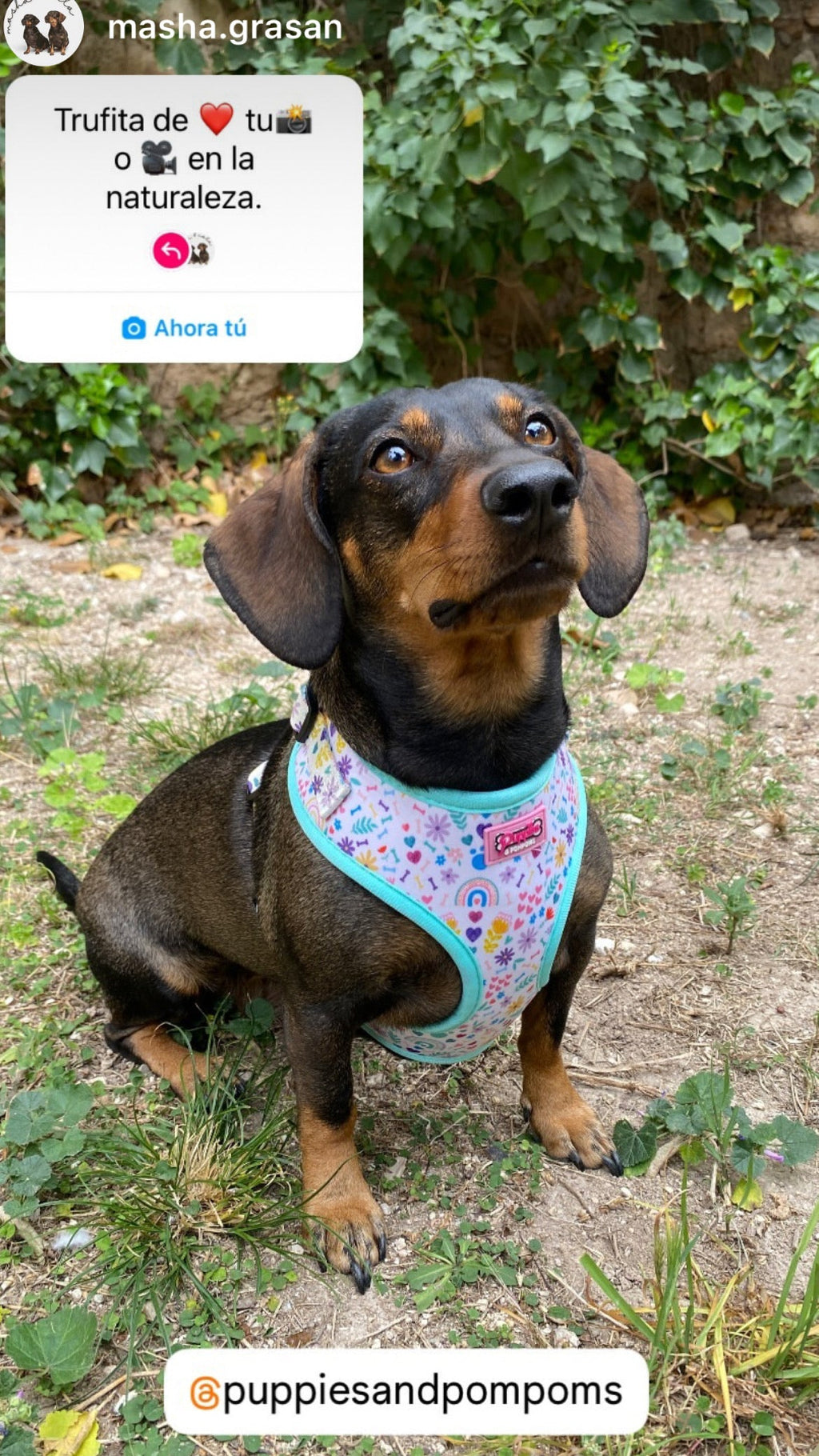 Harness - Ditsy Sprinkles