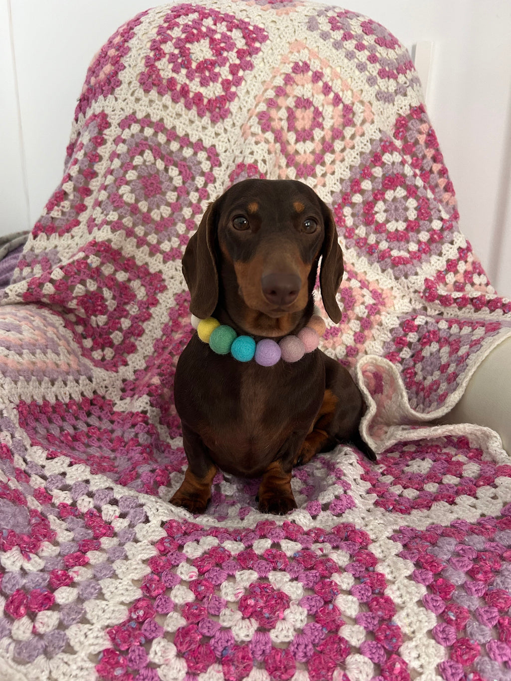 Spring Blue Flower - Personalised Pom Pom Dog Collar