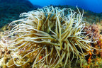 Scuba Diving and Snorkeling Boat Trip