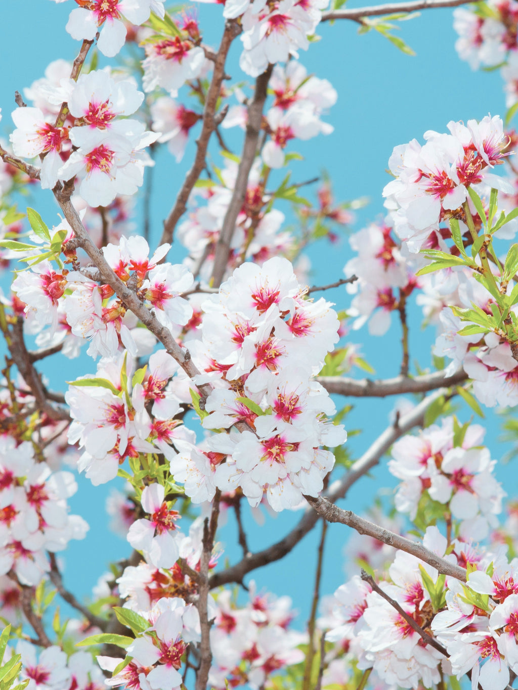 Day 10: Discover Ibiza’s Almond Blossom