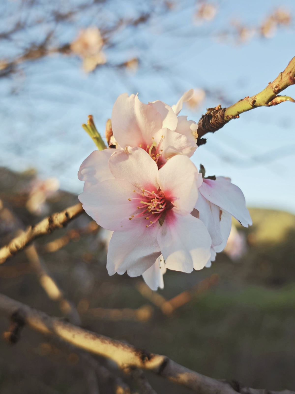 Day 10: Discover Ibiza’s Almond Blossom