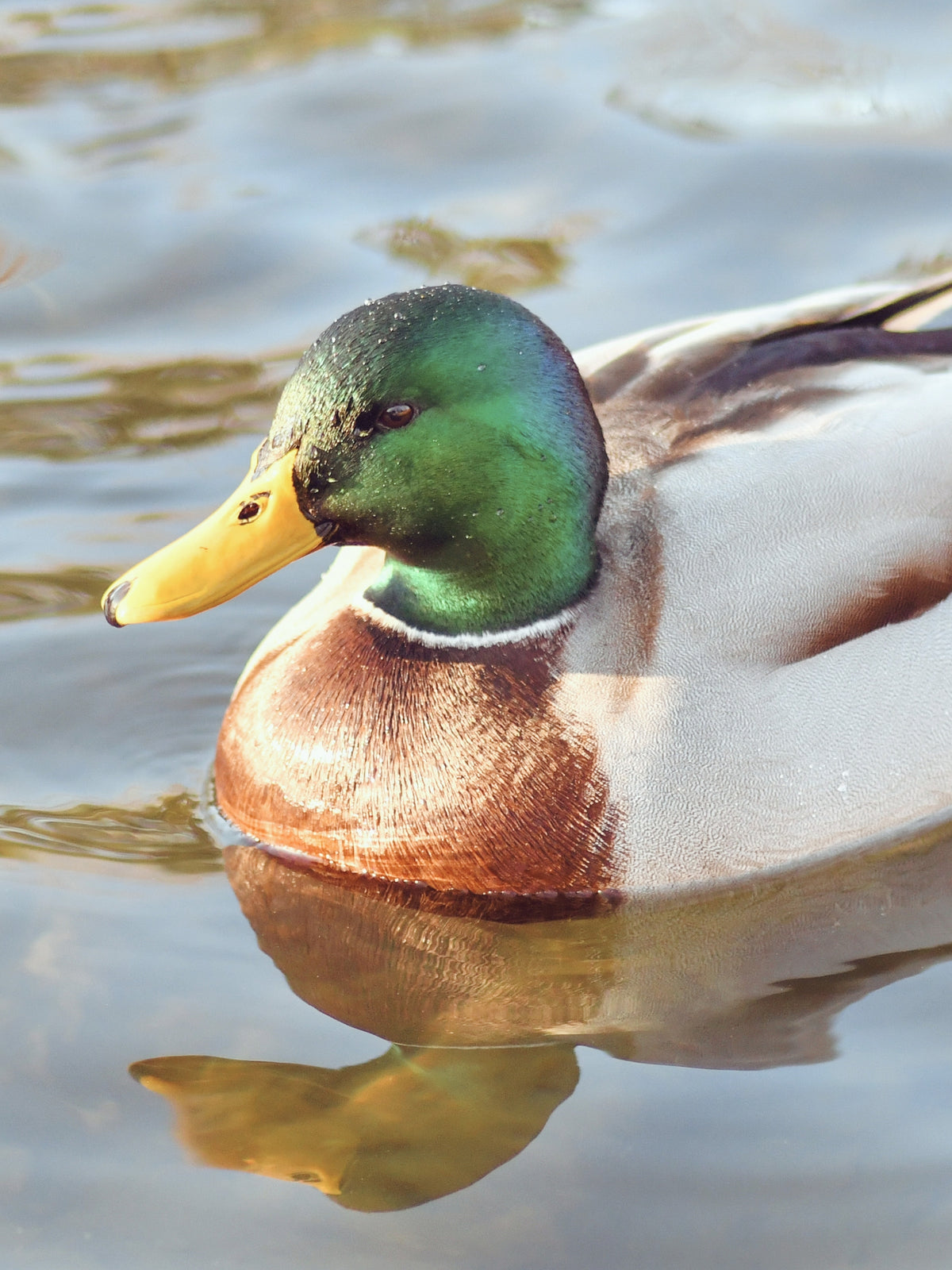 Day 15: Birdwatching at Ses Feixes