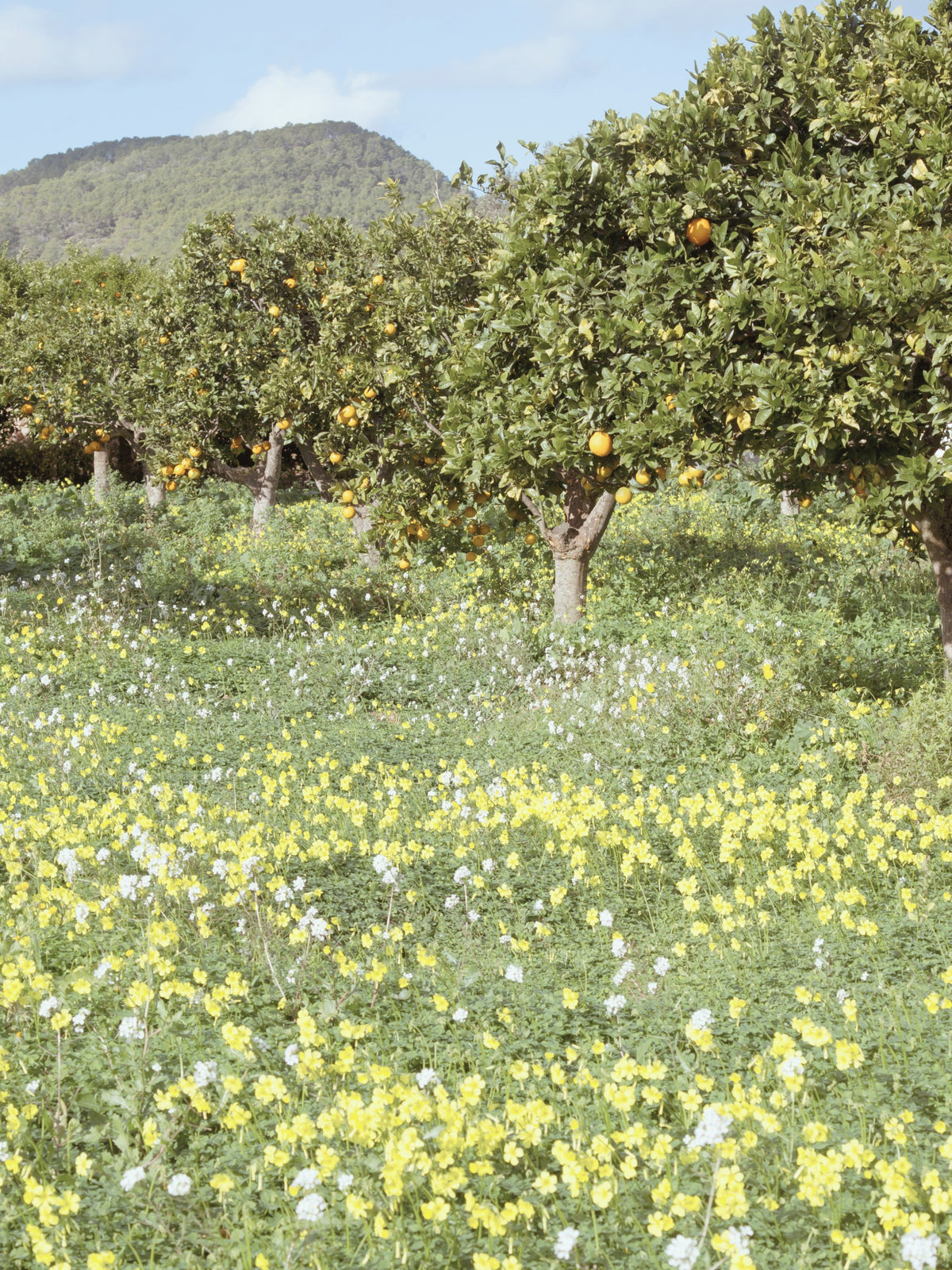 Day 14: Cycling in the Ibiza Countryside