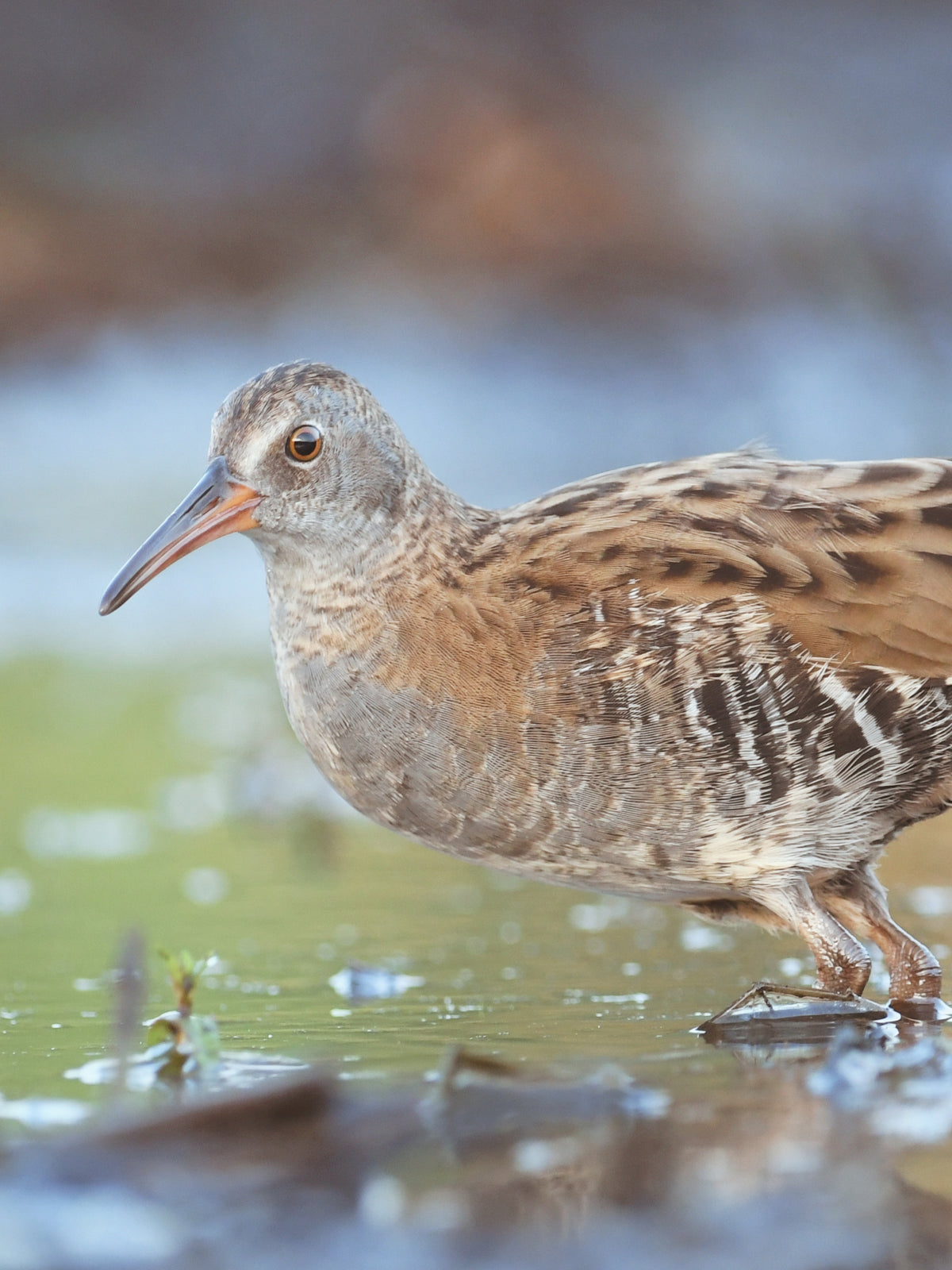 Day 15: Birdwatching at Ses Feixes