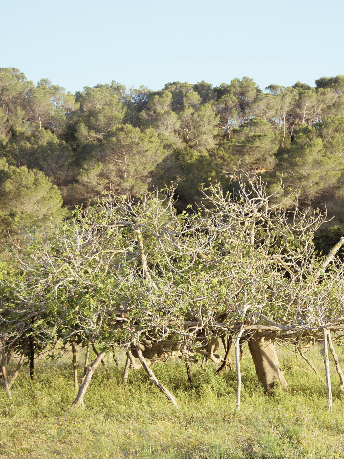 Day 14: Cycling in the Ibiza Countryside