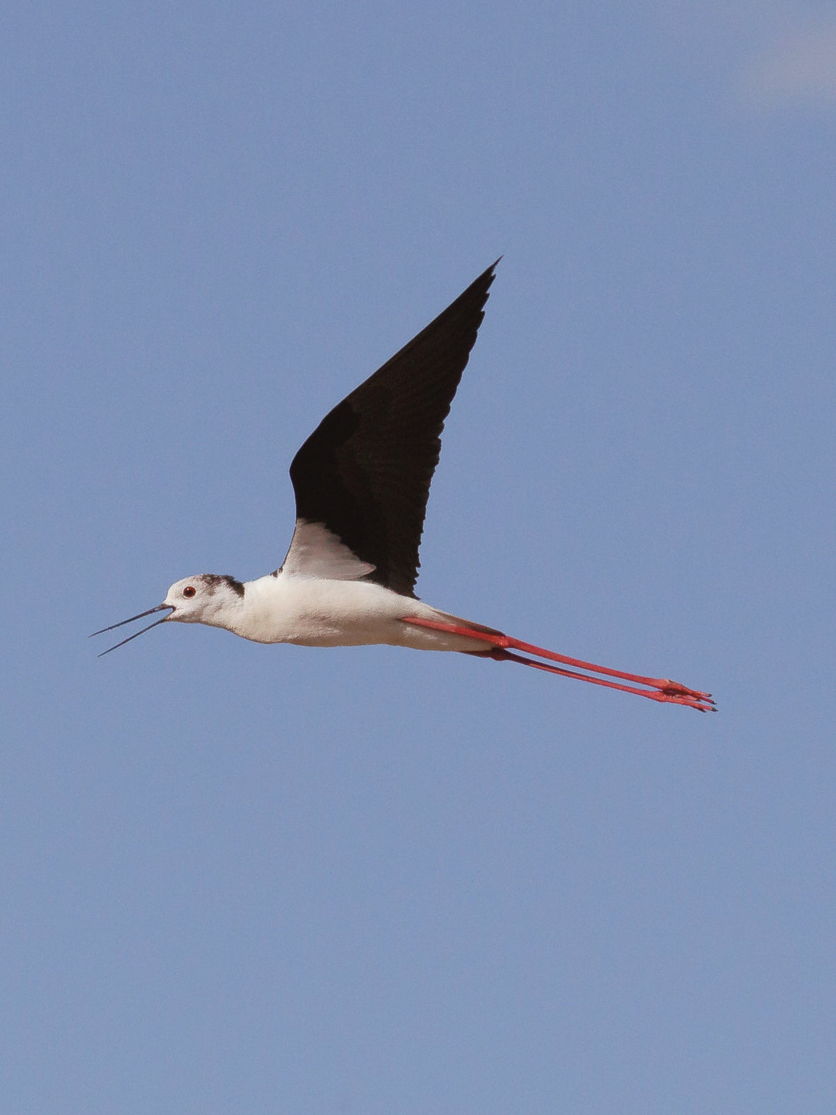 Day 15: Birdwatching at Ses Feixes