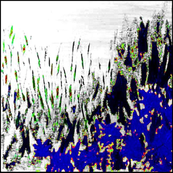 Rosemary Goodenough Blue Planting in Drifts V Silk Scarf