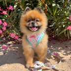 Harness - Ditsy Sprinkles