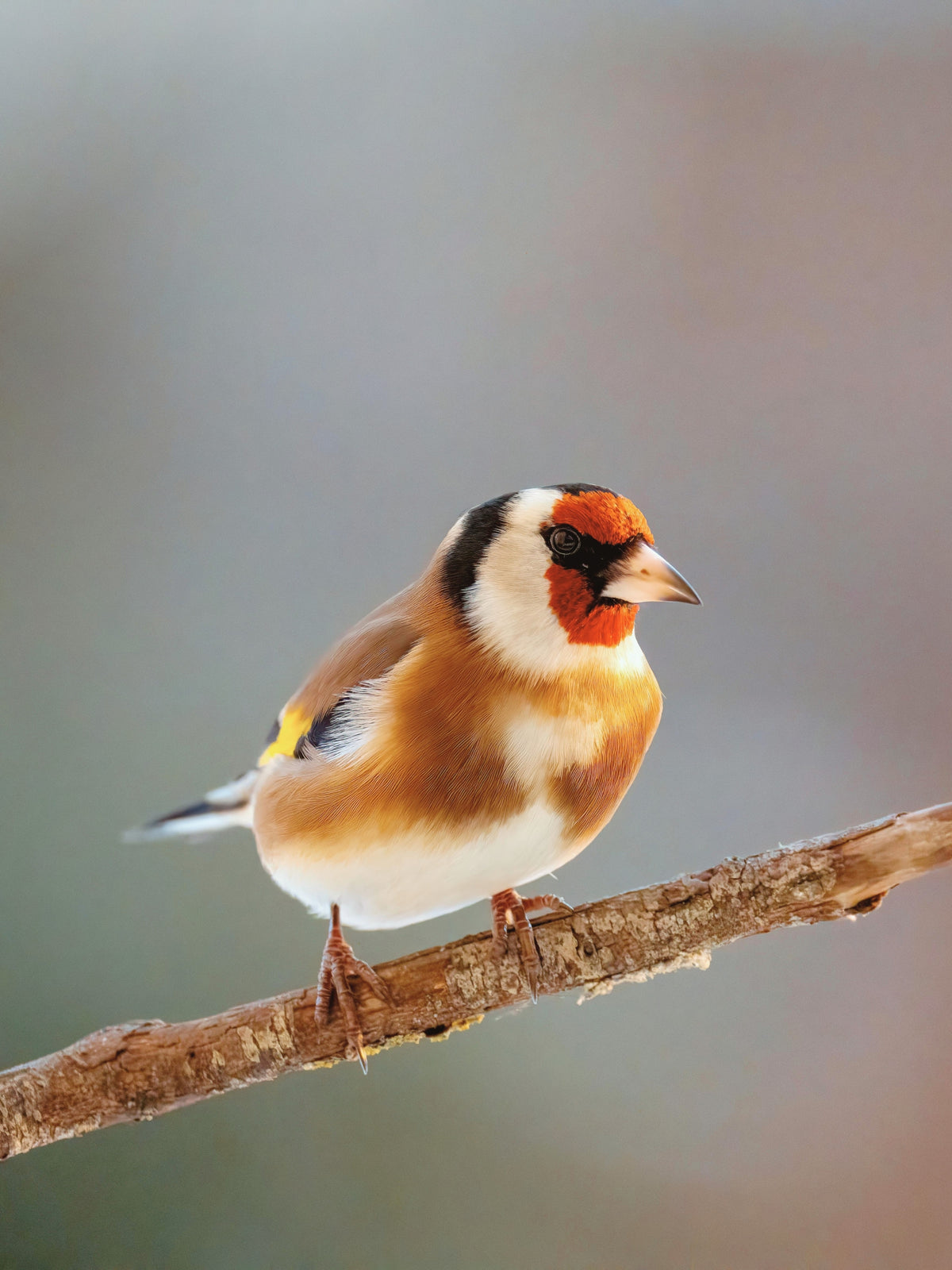 Day 15: Birdwatching at Ses Feixes