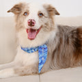 Bufanda personalizada con nombre bordado para mascota Love Bone Paw Print Birthday Housewarming Gift for Pet Owners