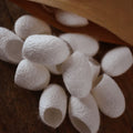 COCONS DE SOIE DE MÛRIER