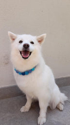 Collare personalizzato per cani con pon pon - Blu