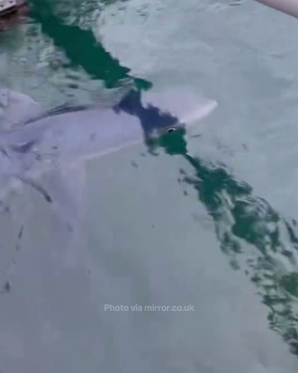 Shark spotted circling Marina Botafoch in Ibiza