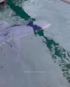 Shark spotted circling Marina Botafoch in Ibiza