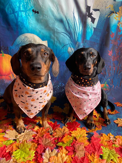 Pañuelo para perro de Halloween - Con lazo