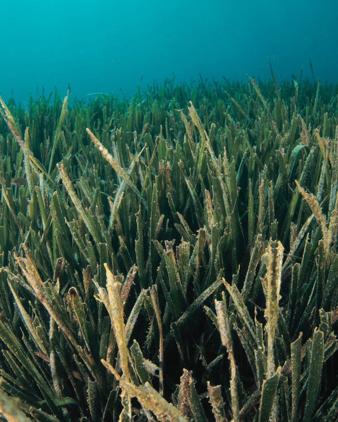 Delve into the Depths: A Guided Snorkeling Trip to Posidonia Meadows in Ibiza