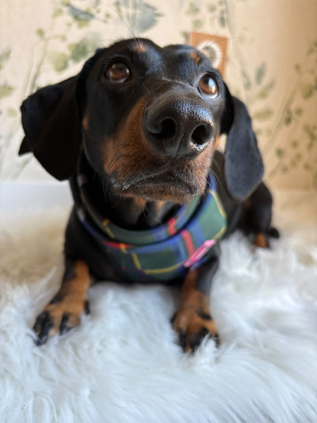 Cornish Hunting Tartan - Bandana - Tie-on