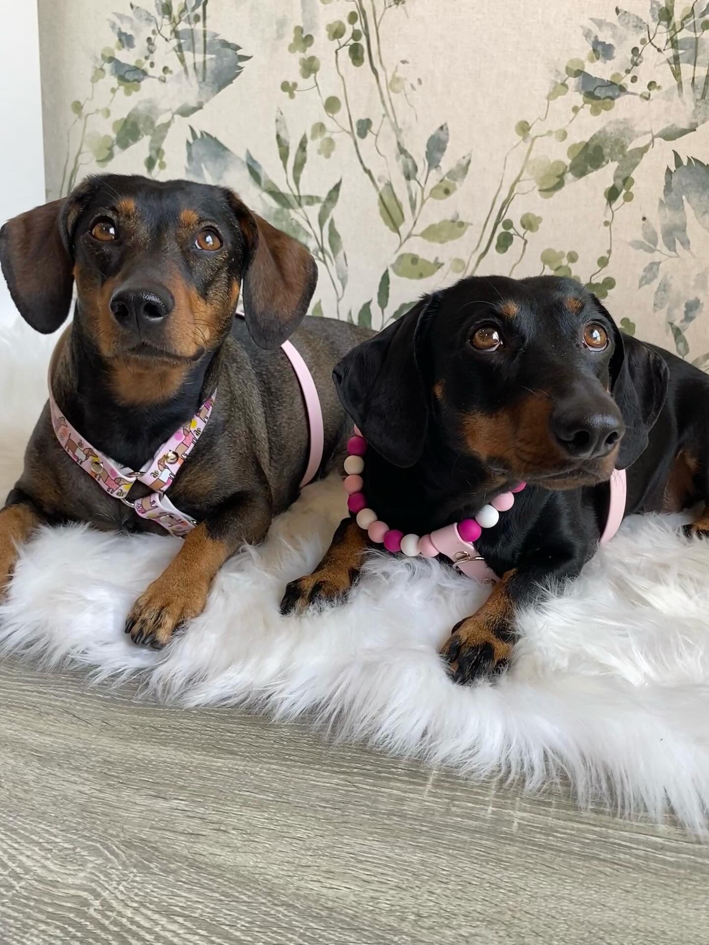 Handmade Bee Happy Dachshunds  Biothane Dog Harness - Vegan Leather / Waterproof Biothane