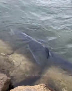 Shark spotted circling Marina Botafoch in Ibiza