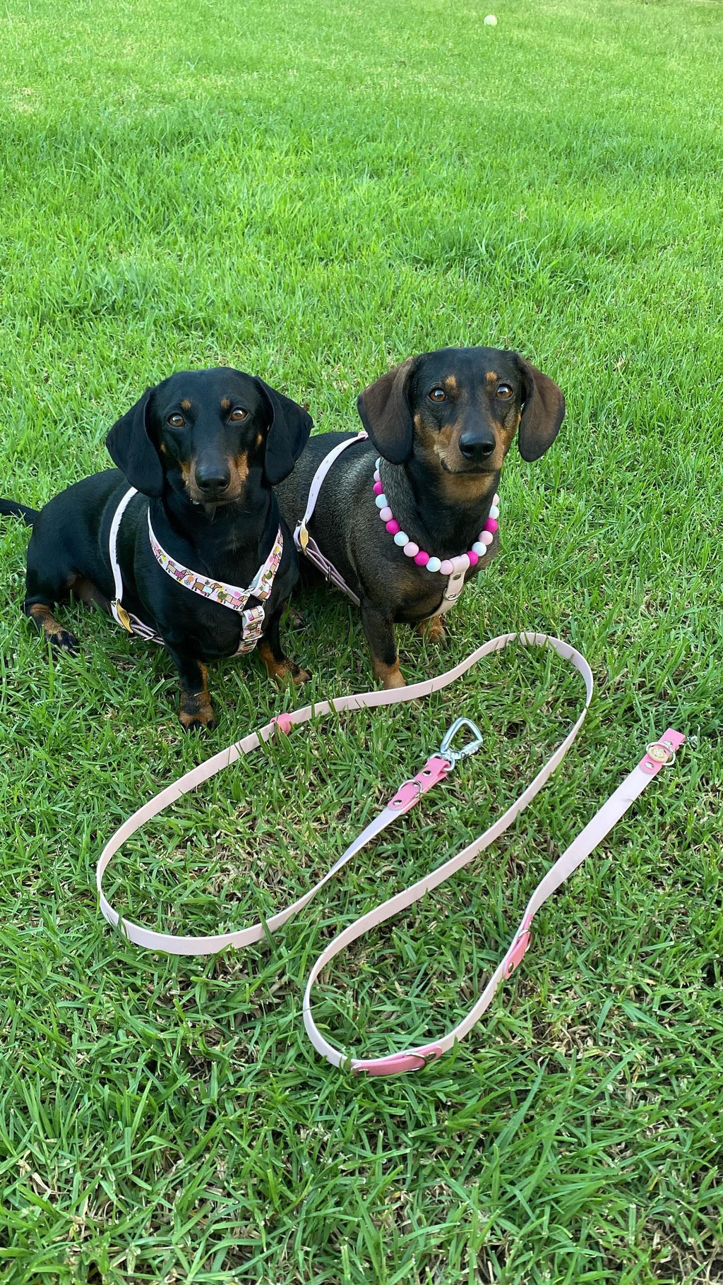 Handmade Bee Happy Dachshunds  Biothane Dog Harness - Vegan Leather / Waterproof Biothane