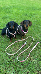 Hands Free Multi Dog Leash - Custom Colour - Vegan Leather / Waterproof Biothane - 2.5m