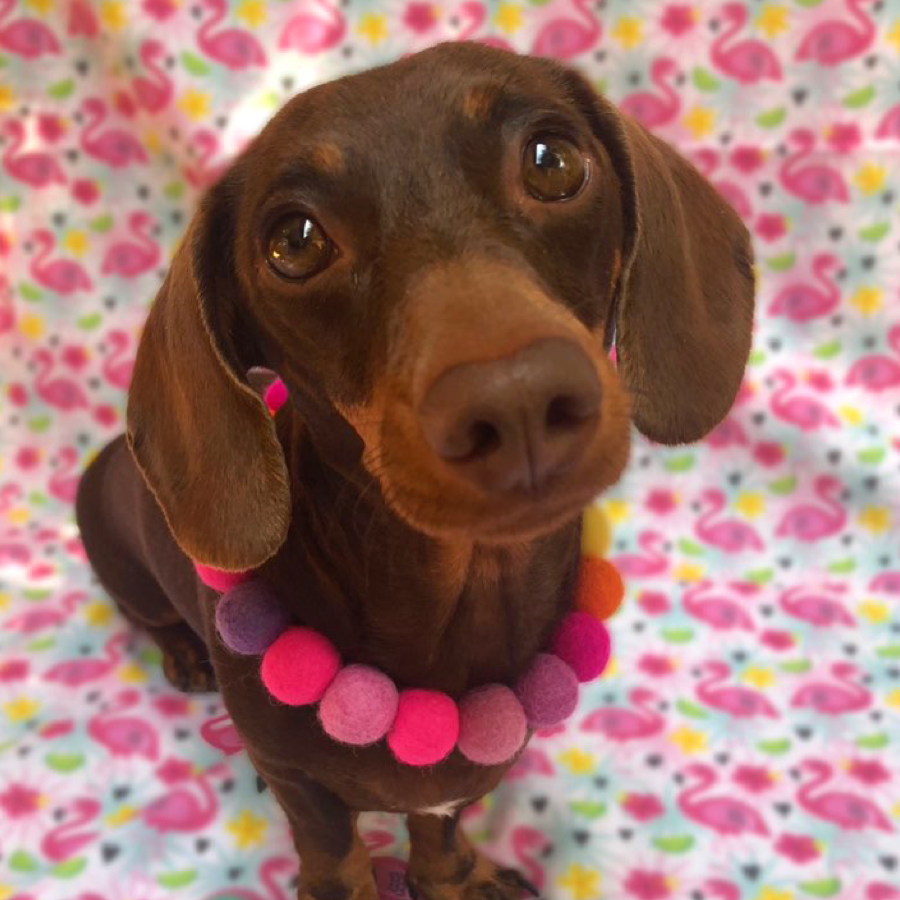 Pink - Personalised Pom Pom Dog Collar