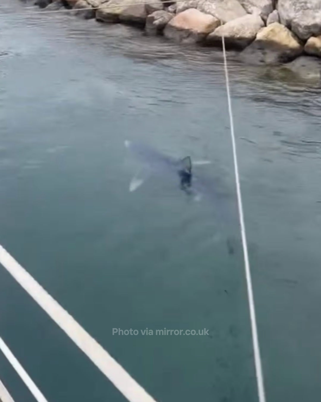 Shark spotted circling Marina Botafoch in Ibiza
