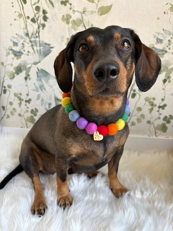 Personalised Pom Pom Dog Collar - Rainbow Brights 2cm Balls