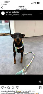 Handmade Pastel Bead & Biothane Dog Harness - Vegan Leather / Waterproof Biothane