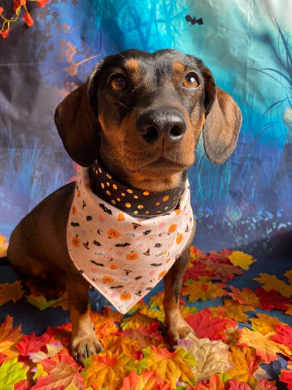 Pañuelo para perro de Halloween - Con lazo