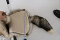 Women's Brown Fox Tail Fur Shawl Neck Wrap Cover Collar Scarf (volpe Frost)