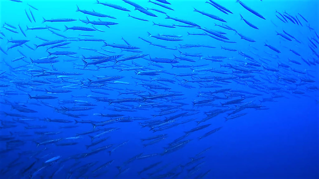 Scuba Diving and Snorkeling Boat Trip