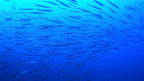 Scuba Diving and Snorkeling Boat Trip