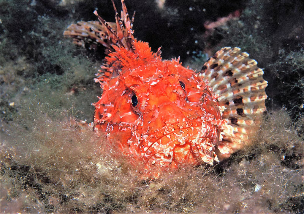 Scuba Diving and Snorkeling Boat Trip