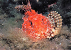 Scuba Diving and Snorkeling Boat Trip