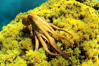Scuba Diving and Snorkeling Boat Trip