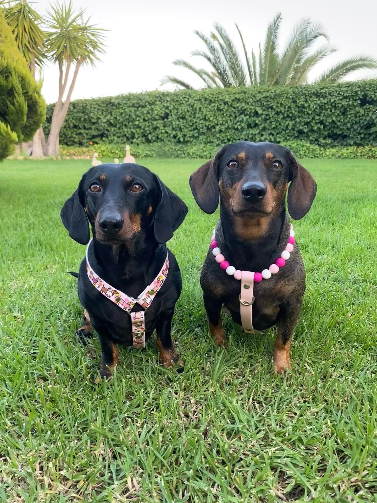 Handmade Bee Happy Dachshunds  Biothane Dog Harness - Vegan Leather / Waterproof Biothane