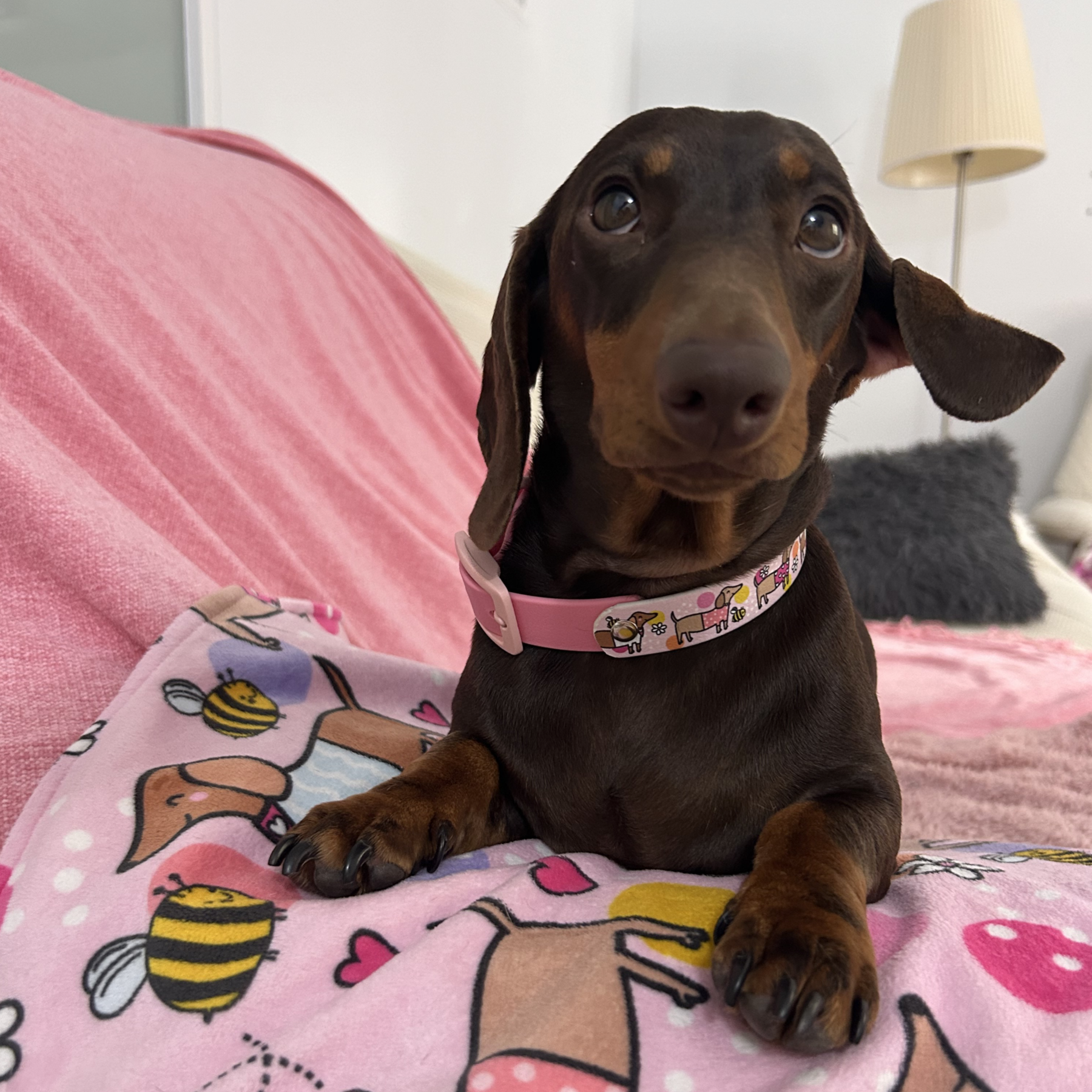 Bee Happy Dachshunds - Handmade Biothane Dog Collar - Powder Pink
