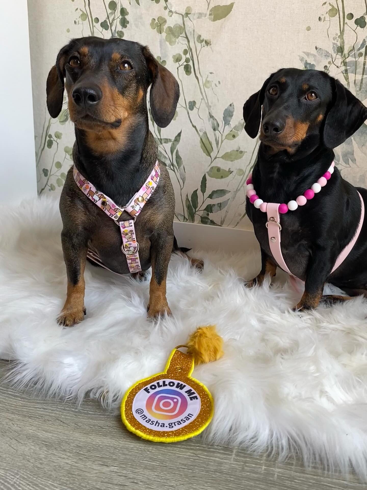 Handmade Bee Happy Dachshunds  Biothane Dog Harness - Vegan Leather / Waterproof Biothane