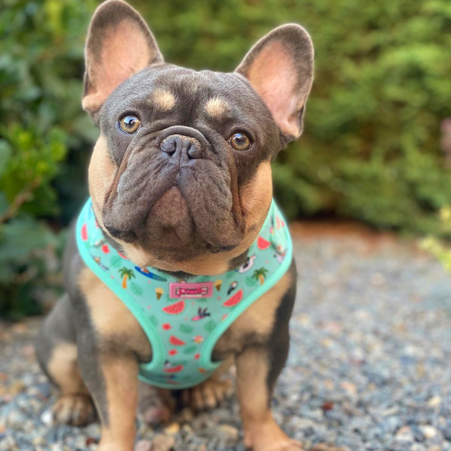 Harness - Summer Pawl Pawty