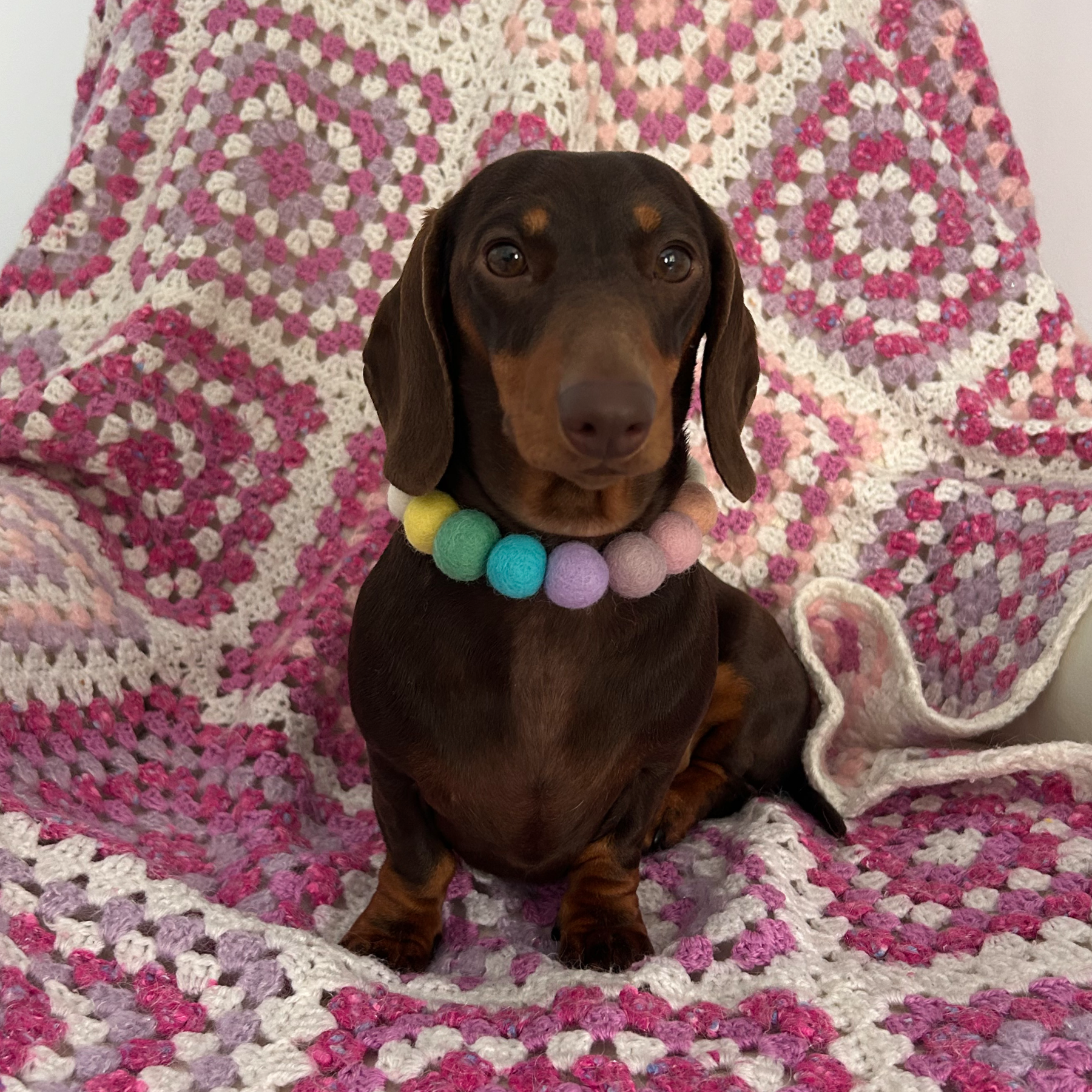 Spring Fuchsia Flower - Personalised Pom Pom Dog Collar