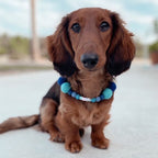 Collare personalizzato per cani con pon pon - Blu