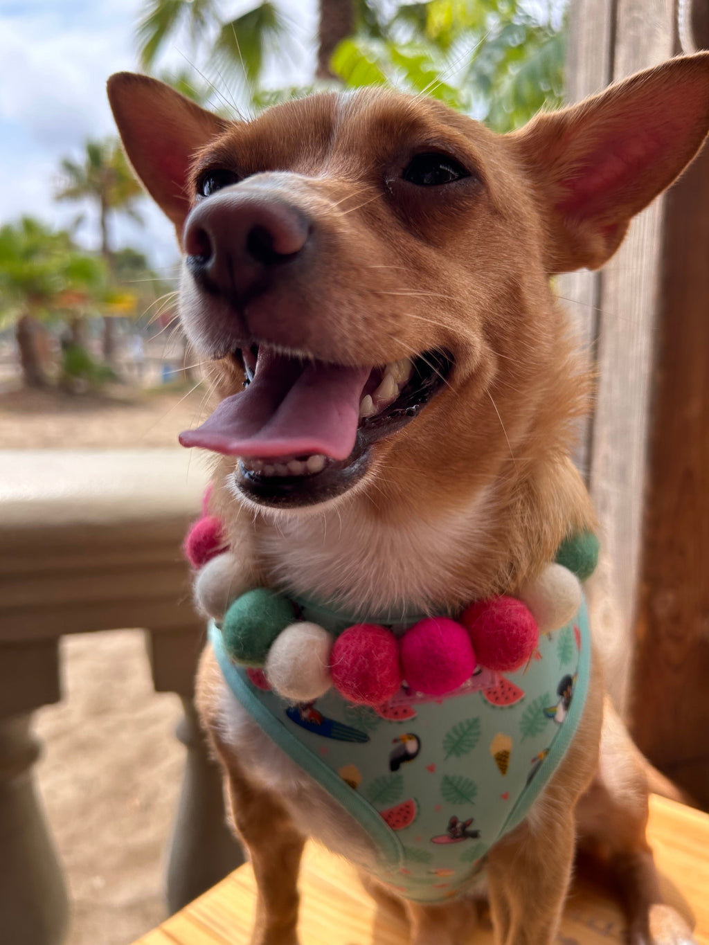 Sweet Watermelon Personalised Pom Pom Dog Collar