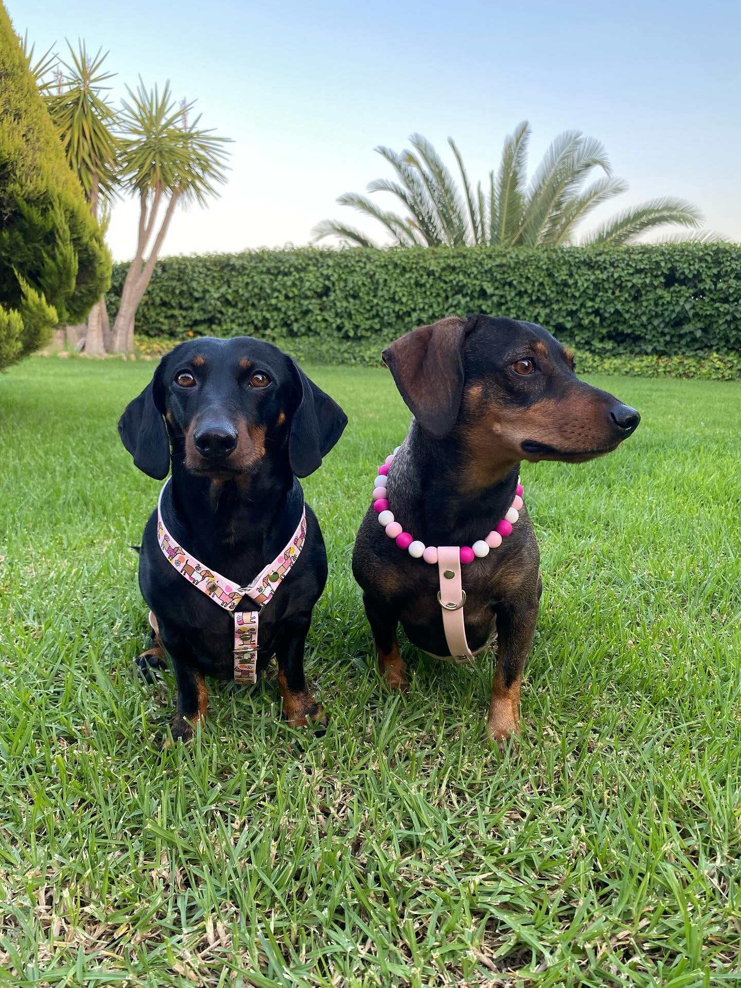 Handmade Bee Happy Dachshunds  Biothane Dog Harness - Vegan Leather / Waterproof Biothane