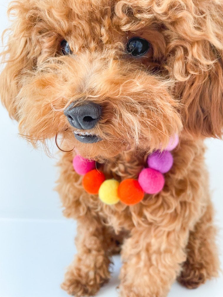Pink - Personalised Pom Pom Dog Collar