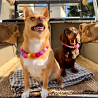 Pink - Personalised Pom Pom Dog Collar
