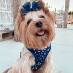 Harness - Terrazzo Stars