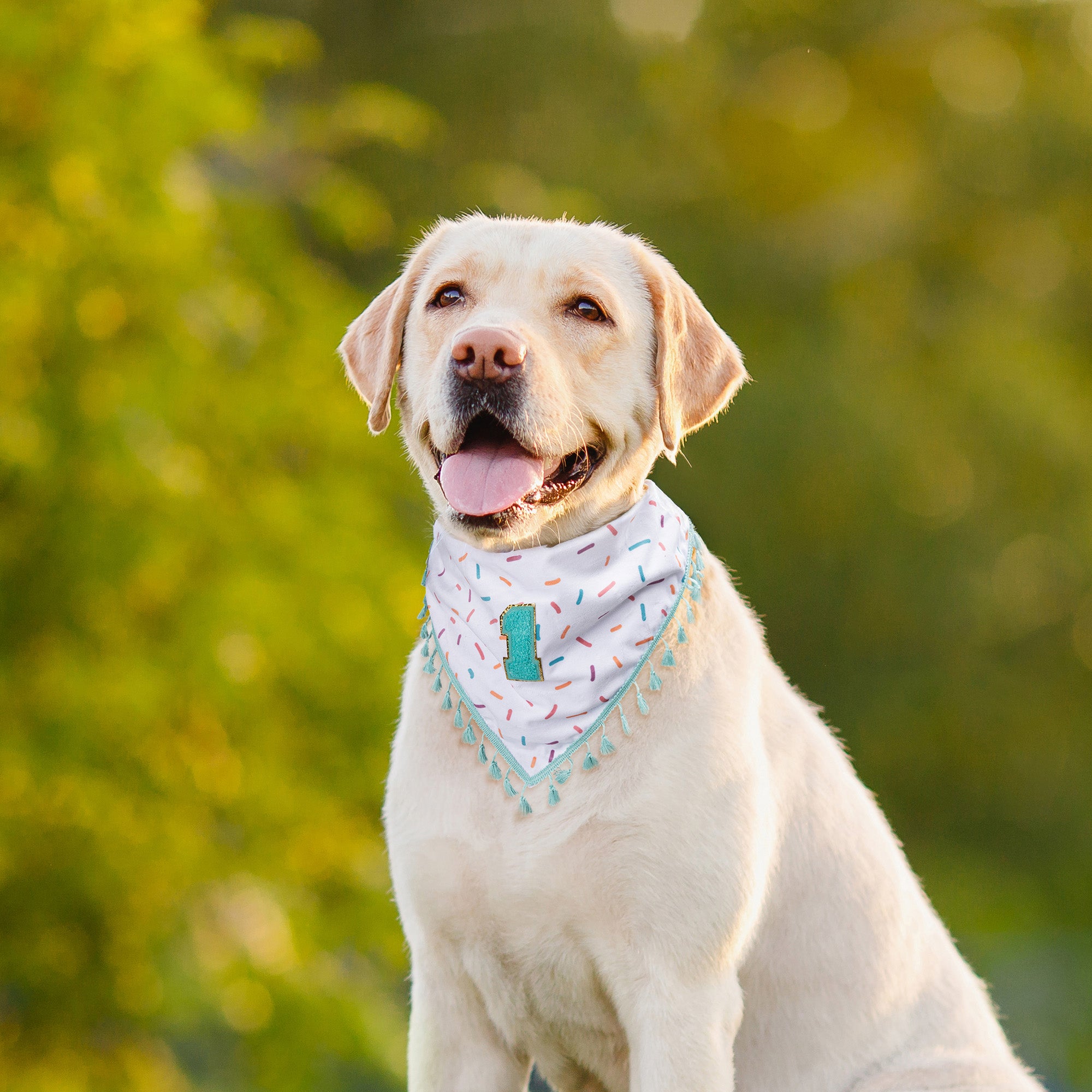 Bandana personalizada para mascotas con borla, inicial o número Accesorio diario para perros y gatos Regalo de cumpleaños para dueños de mascotas